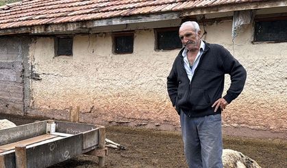 Kırıkkale'de kurtların saldırdığı 18 küçükbaş telef oldu