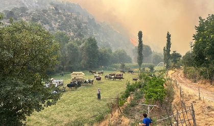 Uşak'ta orman yangınına müdahale ediliyor