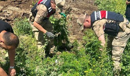 Kars'ta binlerce kök kenevir ele geçirildi Kaynak: Kars'ta binlerce kök kenevir ele geçirildi