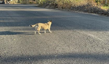 Adıyaman’da, başıboş köpeğin saldırdığı çocuk yaralandı