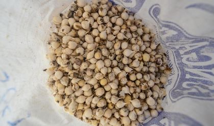 Tunceli'de endemik dağ sarımsağı toplayan şüpheliye 557 bin lira ceza
