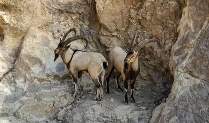 2 yaban keçisi öldüren 3 kişiye 1,9 milyon lira ceza!