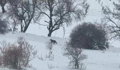 Aç kalan kurtlar yerleşim yerlerine indi