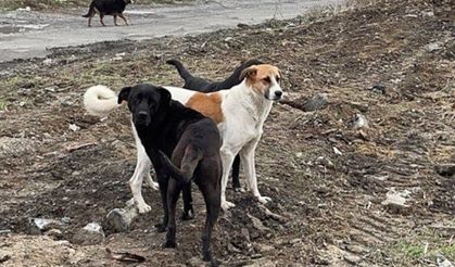 Şanlıurfa Valisi Şıldak, kentteki bütün sokak hayvanlarının toplatıldığını açıkladı