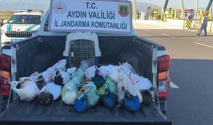 Aydın'da yolcu otobüsünde 12 tavus kuşu ele geçirildi