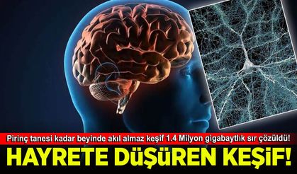 Pirinç tanesi kadar beyinde akıl almaz keşif 1.4 Milyon gigabaytlık sır çözüldü!