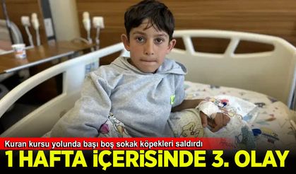 Van'da bir hafta arayla 3'üncü köpek saldırısı: Yasa var, uygulayan yok…