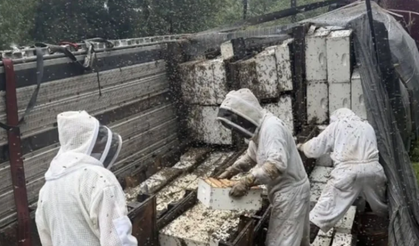 ABD'de kovan taşıyan kamyon devrilince 24 milyon arı etrafa dağıldı