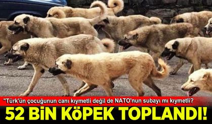 Ankara'da 52 bin sahipsiz köpeğin NATO için toplatılmasına İsmail Kılıçarslan'dan tepki