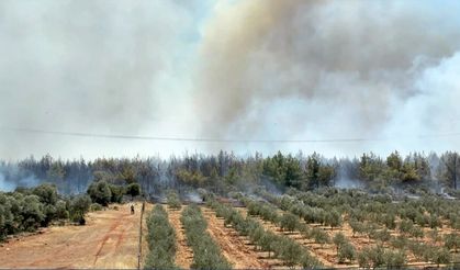 Antalya'da orman yangını: Evler tahliye edildi