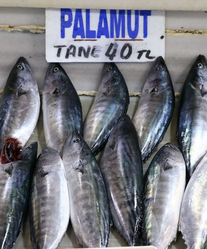 Palamut ucuzladı, balıkçılardan skandal talep geldi: 'Avı durdurun'