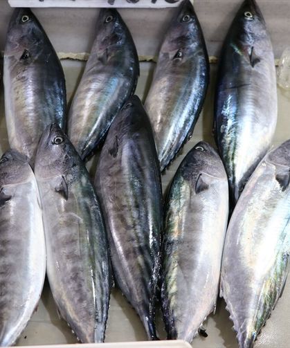 İstanbul'da ağustosta en çok palamut satıldı