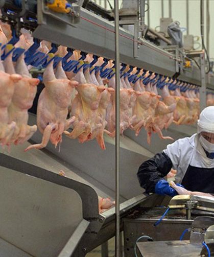 Ticaret Bakanlığı tavuk ihracatına yasak getirmeye hazırlanıyor