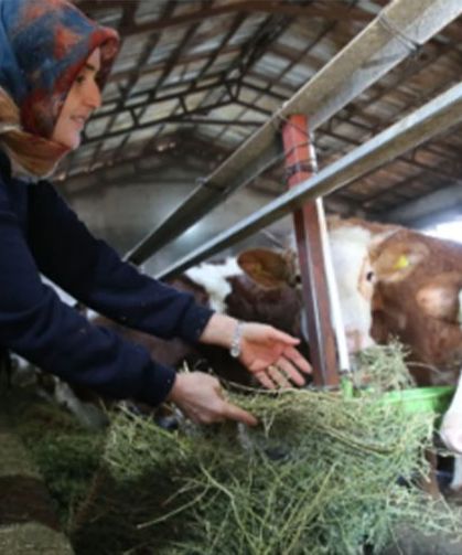 Bitlis'te kadın üretici hayvan sayısının 2 yılda 6'ya çıkardı