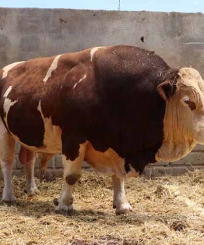 Şampiyon boğa 'Poyraz', 540 bin TL'ye alıcısını buldu