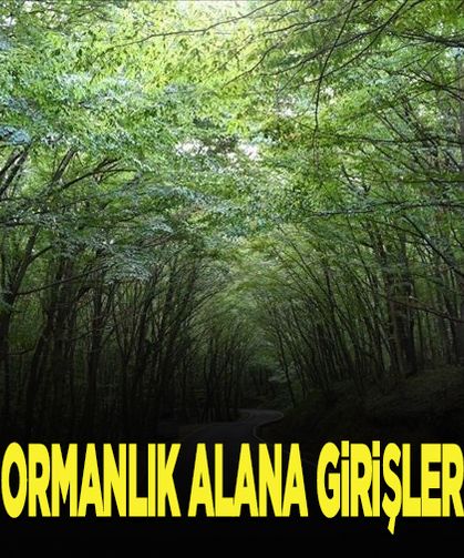 İstanbul'da ormanlık alana girişler yasaklandı
