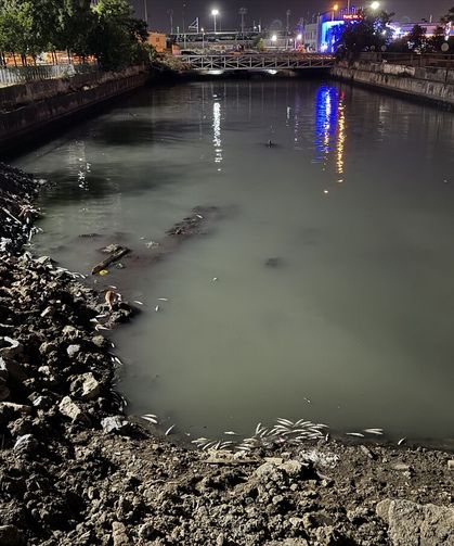 Bakırköy'de dere yatağında ölen binlerce balık kıyıya vurdu