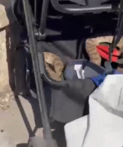 Şanlıurfa'da bebek arabasına ağaçtan yılan düştü