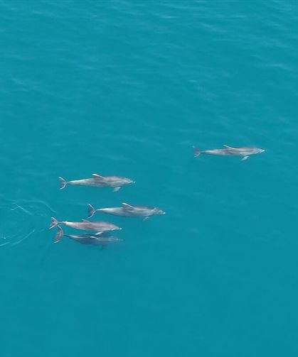 Karadeniz'de sürü halinde yüzen yunuslar dronla görüntülendi