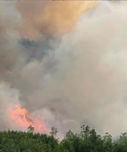 Manisa'da orman yangını