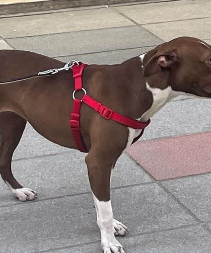 Adana'da sahipsiz kediyi öldüren pitbullun sahibine para cezası verildi