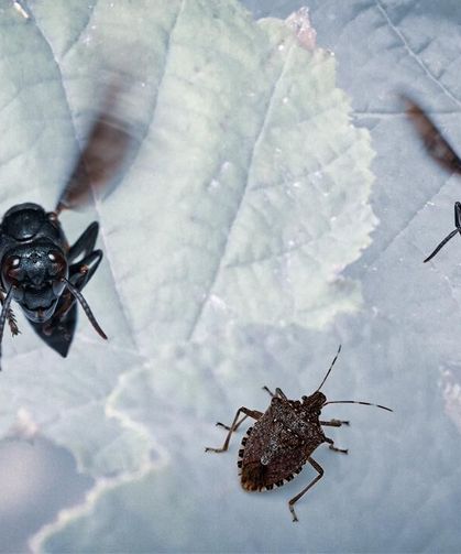 Kahverengi kokarcaya karşı 1,6 milyon samuray arısı doğaya salındı