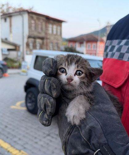 Sakarya'da otomobilin motor bölümünde sıkışan yavru kedi kurtarıldı