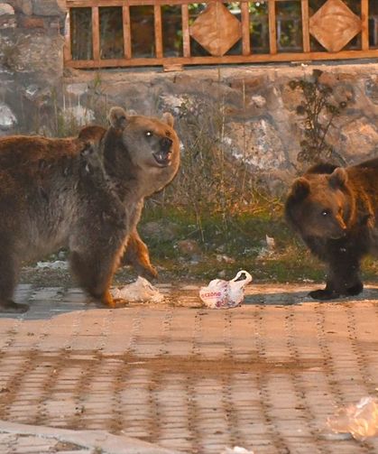 Kars'ta bozayılar yiyecek bulmak için mahalleye indi