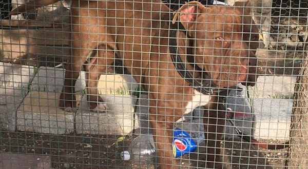 Adana'da yasaklı ırk 70 köpek barınağa yerleştirildi