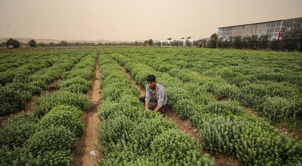 Filistinli çiftçi Ferine, Gazze Şeridi'nin zahter ihtiyacını sırtlamaya çalışıyor