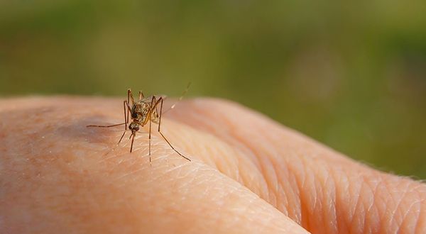 Sivrisineklerin insanları diğer canlılardan nasıl ayırt ediyor?