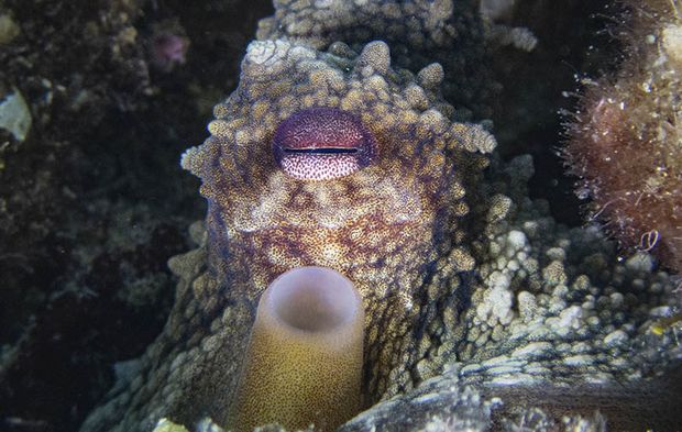 Karaburun'da farklı türlerde deniz canlıları görüntülendi