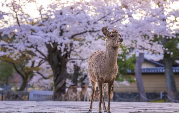 Japonya’nın tarihi Nara Parkı