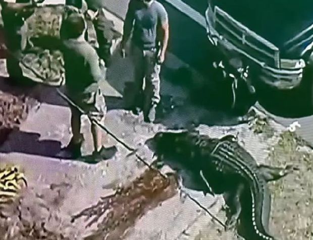 Timsah ağzında insan cesediyle sokaklarda dolaştı