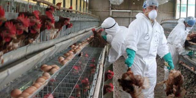 Çekya'da 742 bin tavuk itlaf edilecek