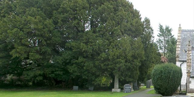 Galler'de 50 asırlık porsuk ağacı