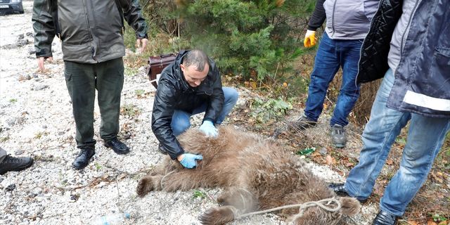 Bursa'da dere yatağındaki yaralı ayı yavrusu uzun uğraşlarla kurtarıldı