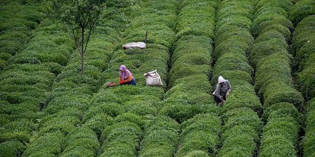 İkinci hasat başladı! Çay üreticileri bin liraya işçi bulamıyor...