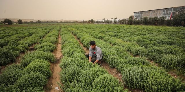 Filistinli çiftçi Ferine, Gazze Şeridi'nin zahter ihtiyacını sırtlamaya çalışıyor