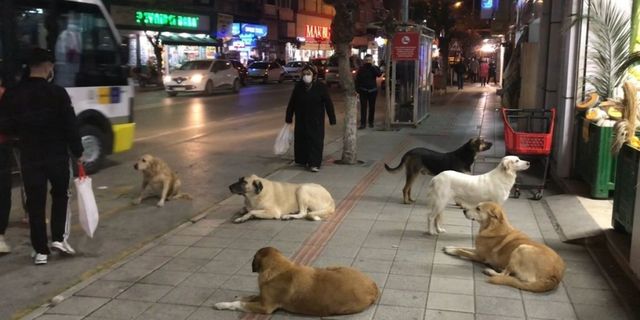 Sokak köpekleriyle ilgili 'ihbar yağıyor'