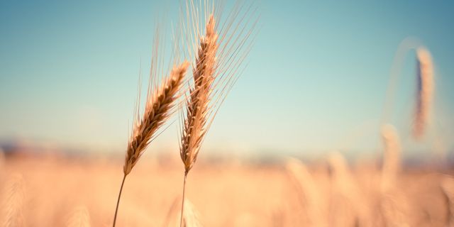 Bakanlıktan 'Hindistan'dan buğday ithali' haberlerini yalanladı