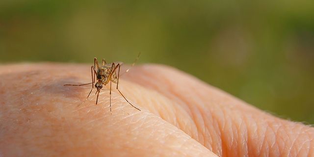 Adana'da sivrisinek krizi! İlaçlama firması sınıfta kaldı