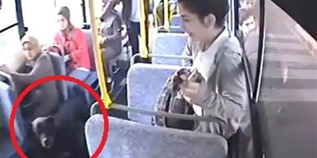 Halk otobüsüne binen köpek paniğe neden oldu