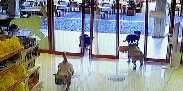 Pelüş hırsızı köpekler kameralara böyle yakalandı