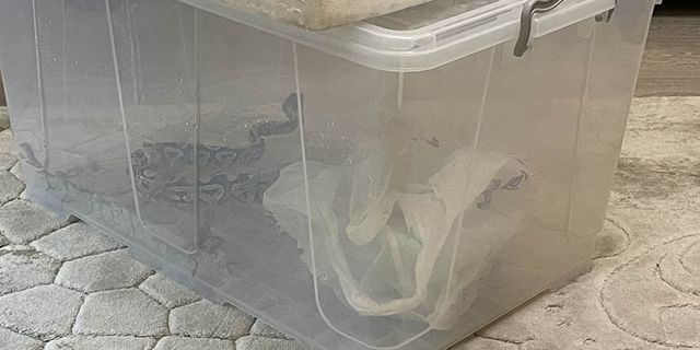 Aksaray'da bir evde kraliyet piton yılanı, kaplumbağa ve sakallı ejderler bulundu