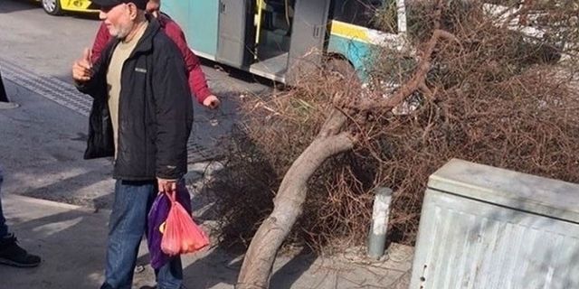Üzerine ağaç devrilen kadın, belediyeden tazminat kazandı
