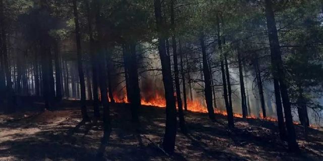 Bakanlıktan orman yangınları hakkında açıklama