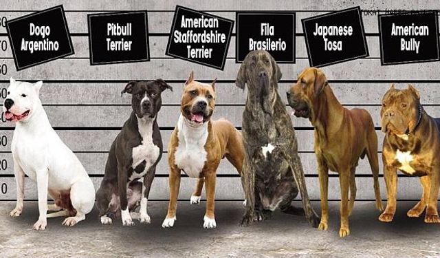 Yasaklı 6 köpek ırkının kayıt altına alınması için yarın son gün
