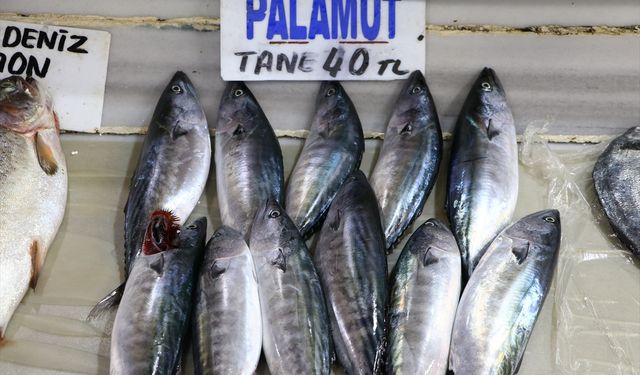 Palamut ucuzladı, balıkçılardan skandal talep geldi: 'Avı durdurun'