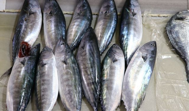 İstanbul'da ağustosta en çok palamut satıldı